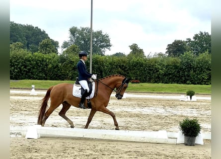 Deutsches Reitpferd, Wallach, 4 Jahre, 166 cm, Fuchs