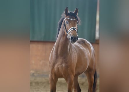 Deutsches Reitpferd, Wallach, 4 Jahre, 167 cm, Brauner