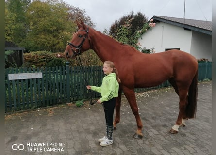 Deutsches Reitpferd, Wallach, 4 Jahre, 170 cm, Fuchs