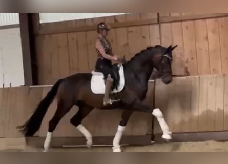 Deutsches Reitpferd, Wallach, 4 Jahre, 171 cm, Dunkelbrauner