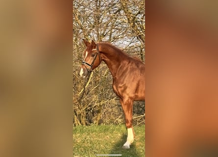 Deutsches Reitpferd, Wallach, 4 Jahre, 172 cm, Fuchs