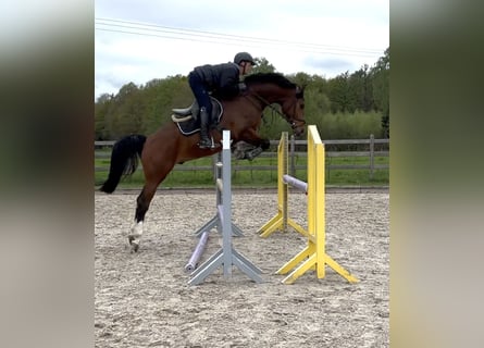 Deutsches Reitpferd, Wallach, 5 Jahre, 162 cm, Brauner