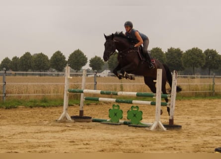 Deutsches Reitpferd, Wallach, 5 Jahre, 164 cm, Schwarzbrauner