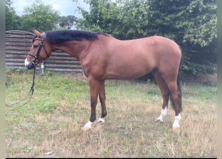 Deutsches Reitpferd, Wallach, 5 Jahre, 166 cm, Brauner