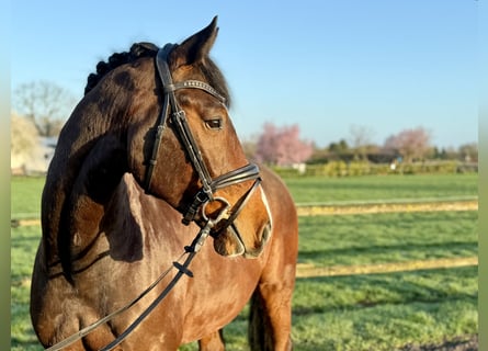 Deutsches Reitpferd, Wallach, 5 Jahre, 168 cm, Brauner