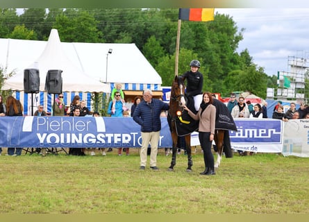 Deutsches Reitpferd, Wallach, 5 Jahre, 168 cm, Brauner