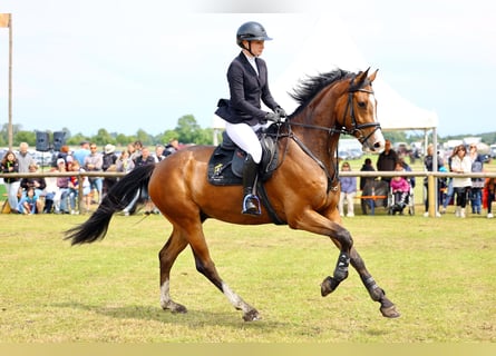 Deutsches Reitpferd, Wallach, 5 Jahre, 168 cm, Brauner