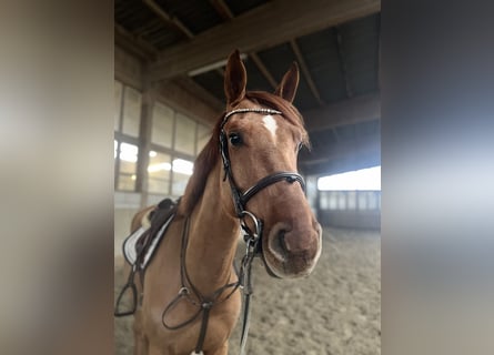 Deutsches Reitpferd, Wallach, 5 Jahre, 168 cm, Fuchs