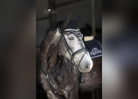 Deutsches Reitpferd, Wallach, 5 Jahre, 168 cm, Rappschimmel