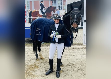 Deutsches Reitpferd, Wallach, 5 Jahre, 170 cm, Dunkelbrauner