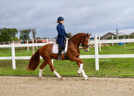 Deutsches Reitpferd, Wallach, 5 Jahre, 170 cm, Fuchs