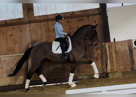 Deutsches Reitpferd, Wallach, 5 Jahre, 172 cm, Brauner