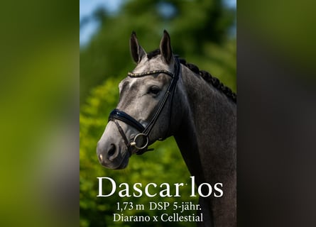 Deutsches Reitpferd, Wallach, 5 Jahre, 172 cm, Schimmel