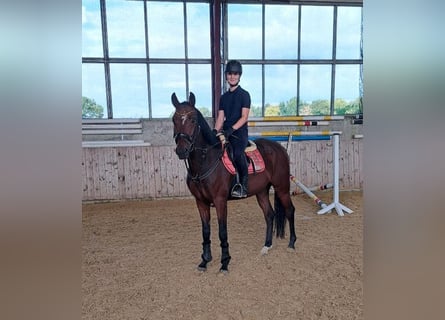 Deutsches Reitpferd, Wallach, 6 Jahre, 165 cm, Brauner
