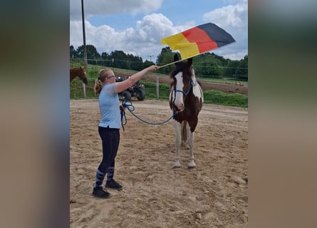 Deutsches Reitpferd, Wallach, 6 Jahre, 169 cm, Schecke