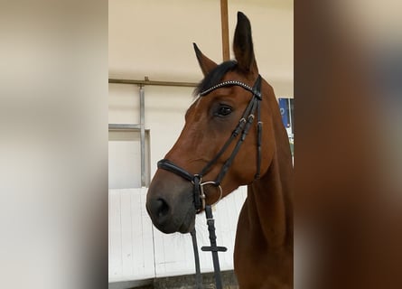 Deutsches Reitpferd, Wallach, 6 Jahre, 177 cm, Brauner