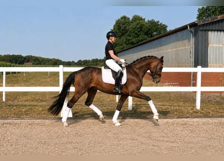 Deutsches Reitpferd, Wallach, 7 Jahre, 171 cm, Brauner