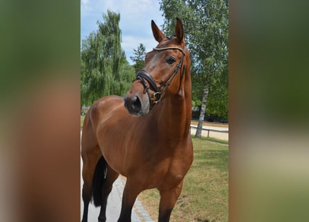 Deutsches Reitpferd, Wallach, 7 Jahre, 172 cm, Brauner