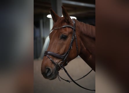 Deutsches Reitpferd, Wallach, 7 Jahre, 175 cm, Fuchs