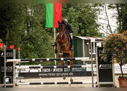 Deutsches Reitpferd, Wallach, 7 Jahre, 182 cm, Brauner