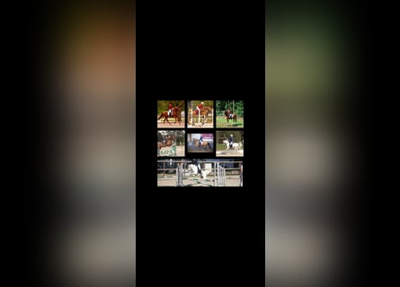 Deutsches Reitpferd, Wallach, 8 Jahre