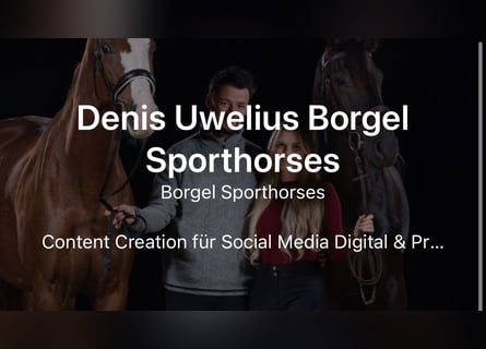 Deutsches Reitpferd, Wallach, 8 Jahre