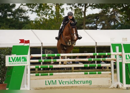 Deutsches Reitpferd, Wallach, 9 Jahre, 172 cm, Fuchs