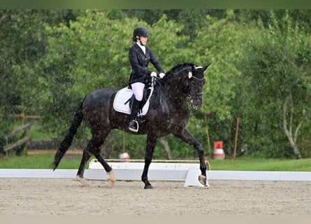 Deutsches Reitpferd, Wallach, 9 Jahre, 173 cm, Rappe