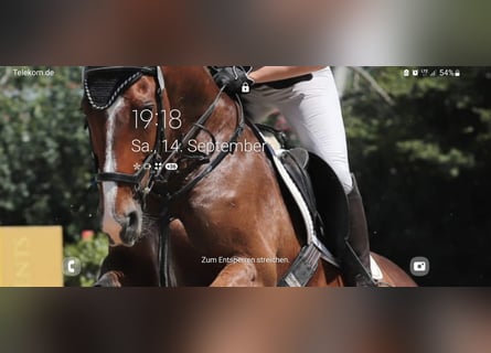 Deutsches Reitpferd, Wallach, 9 Jahre, Brauner