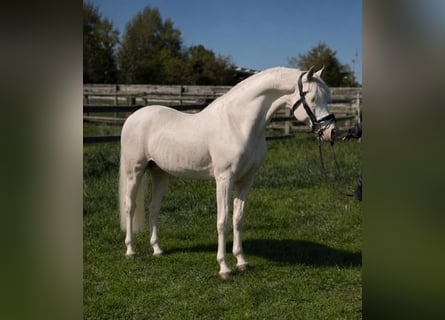 Deutsches Reitpony, Hengst, 11 Jahre, 144 cm, Cremello