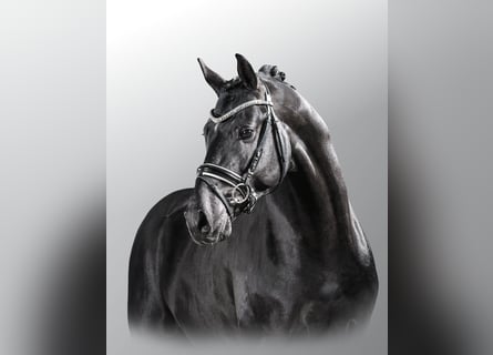 Deutsches Reitpony, Hengst, 13 Jahre, 151 cm, Rappe