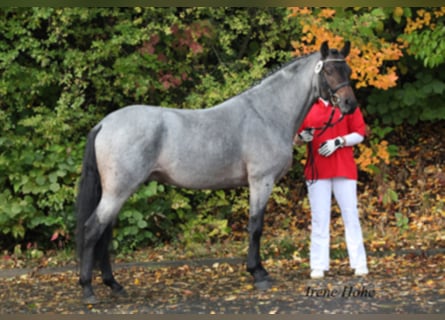 Deutsches Reitpony, Hengst, 16 Jahre, 143 cm, Roan-Bay