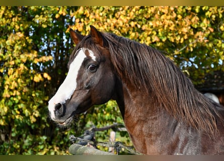 Deutsches Reitpony, Hengst, 16 Jahre, 148 cm, Dunkelfuchs