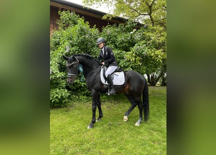 Deutsches Reitpony, Hengst, 17 Jahre, 150 cm, Dunkelbrauner