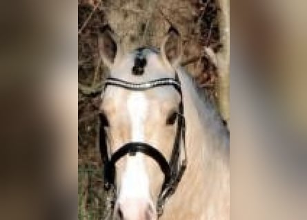 Deutsches Reitpony, Hengst, 17 Jahre, 150 cm, Falbe