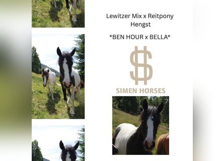 Deutsches Reitpony Mix, Hengst, 1 Jahr, 145 cm, Schecke