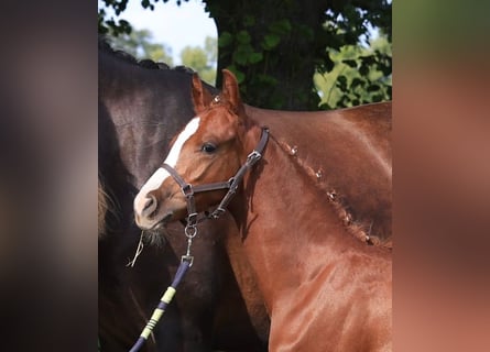 Deutsches Reitpony, Hengst, 1 Jahr, 147 cm, Fuchs