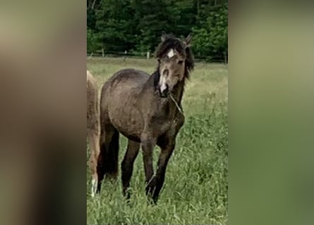Deutsches Reitpony, Hengst, 1 Jahr, 148 cm
