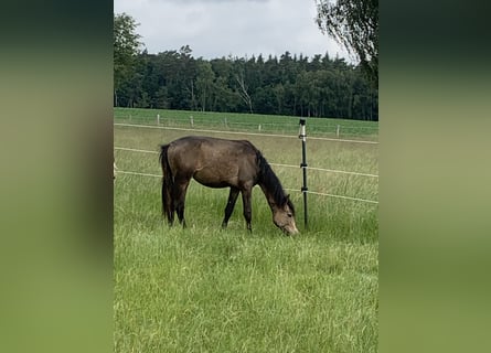 Deutsches Reitpony, Hengst, 1 Jahr, 148 cm