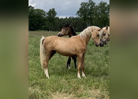 Deutsches Reitpony, Hengst, 1 Jahr, 148 cm