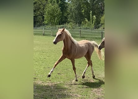 Deutsches Reitpony, Hengst, 1 Jahr, 148 cm