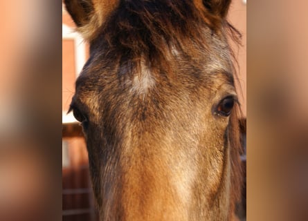 Deutsches Reitpony, Hengst, 1 Jahr, 148 cm, Falbe