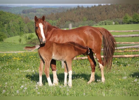 Deutsches Reitpony, Hengst, 1 Jahr, 148 cm, Fuchs