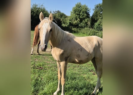 Deutsches Reitpony, Hengst, 1 Jahr, 148 cm, Palomino