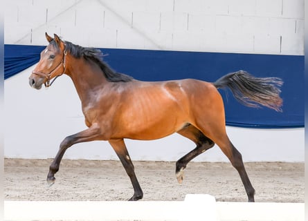Deutsches Reitpony, Hengst, 1 Jahr, Brauner