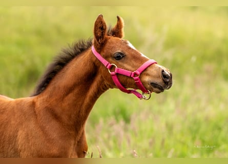 Deutsches Reitpony, Hengst, 1 Jahr, Brauner