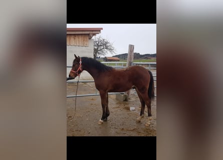 Deutsches Reitpony, Hengst, 1 Jahr, Brauner