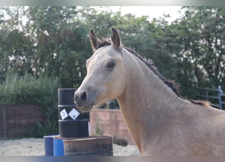 Deutsches Reitpony, Hengst, 1 Jahr, Buckskin