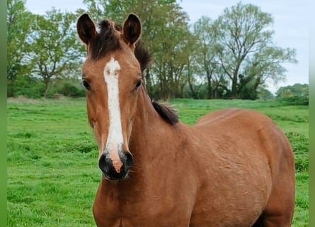Deutsches Reitpony, Hengst, 1 Jahr, Buckskin