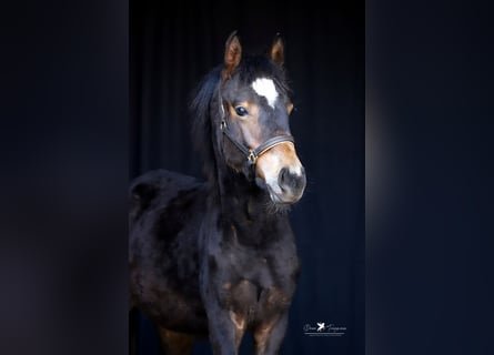 Deutsches Reitpony, Hengst, 1 Jahr, Dunkelbrauner